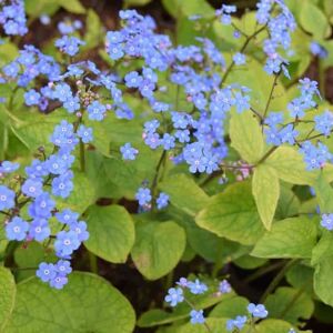 Brunnera macrophylla ---